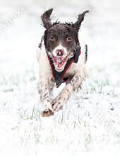 Running dog in snow