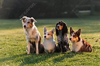 Four dogs sitting in the Park