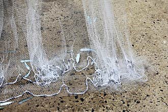 Fishing, Cast net used for catching bait fish