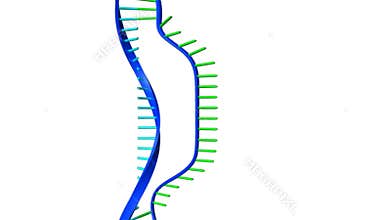 DNA DOUBLE HELIX