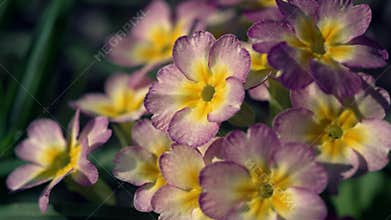 Macro shot of a purple and yellow primrose flower