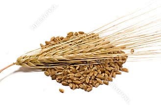 Barley grains and ear