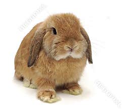 cute Orange lop rabbit