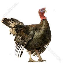 Turkey