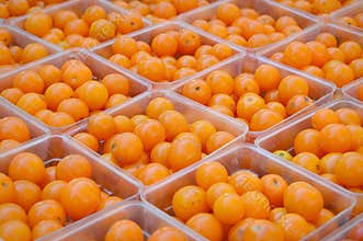 Orange Tomatoes