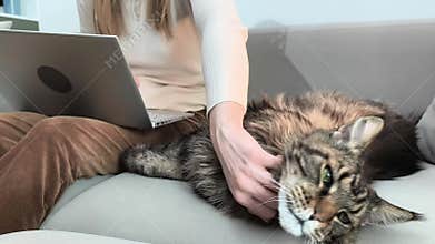 Woman sits with laptop on knees and pets Maine Coon