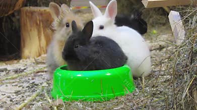Young rabbits
