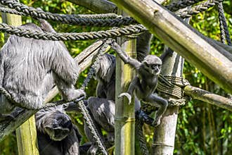 Family of Silvery gibbon, Hylobates moloch in a German park