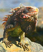 Iguana