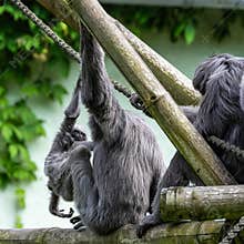 Family of Silvery gibbon, Hylobates moloch in a German park