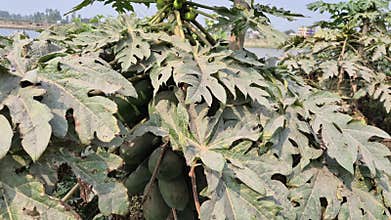 Green Papayas Hiding Behind Dusty Leaves In Bangladesh