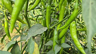 Close Up Of Harvest Ready Green Chilies In Bangladesh
