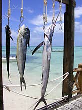 Fishing trip