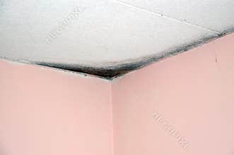 Ceiling mold(Aspergillus)
