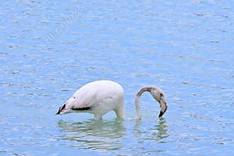 A young flamingo , Phoenicopterus roseus , forages in a salt pan by a coastal lagoon