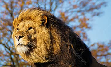 Majestic male African lion portrait in golden sunlight