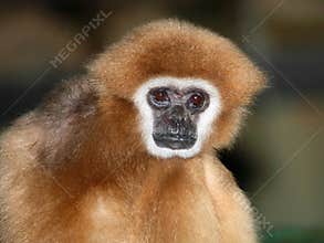 White handed gibbon