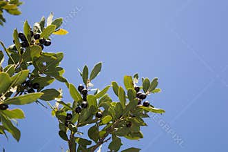 Bay Laurel tree (Larus nobilis) with fruit