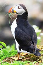 Atlantic Puffin at Elliston, Newfoundland, Canada