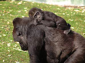 Baby Gorilla