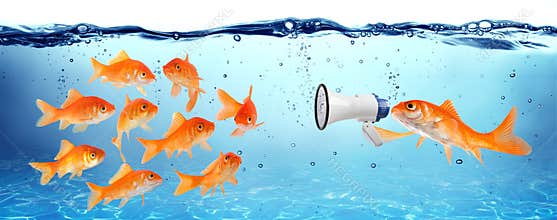 Announcement, conference or political campaign