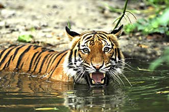 Indonesia; sumatra tiger