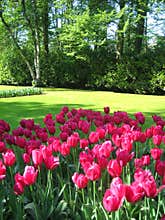 Tulips garden