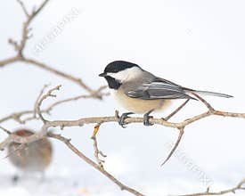 Black-capped Chickadee