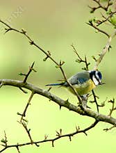 Blue Tit