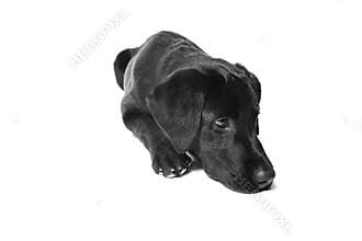 Labrador