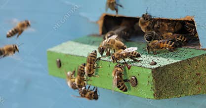 Honey bees fly near a beehive. Bees are best known to humans for their ecological roles as pollinators. Honey bees flying into