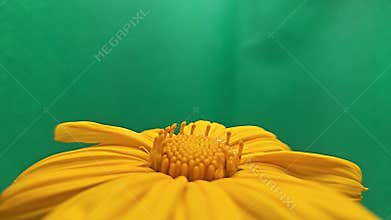 Yellow Flower Macro Close Up with Green Screen Background, Minimal Floral Nature Aesthetic