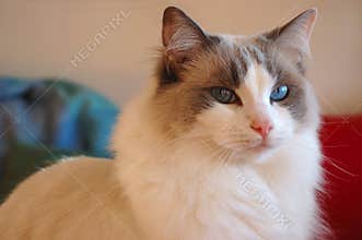 Ragdoll Cat