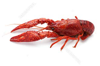 Crawfish
