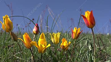 Wild Steppe Tulip