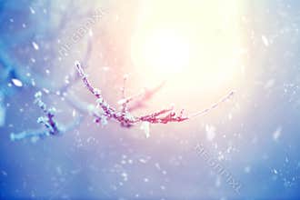 Winter nature background