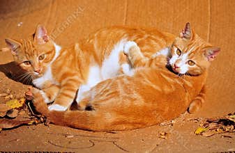 Cats