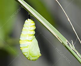 Monarch cocoon