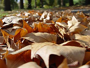 Fallen autumn leaves