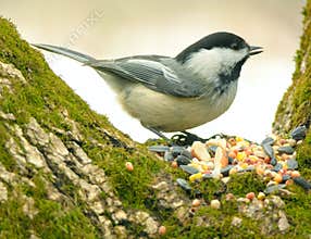 Chickadee 01