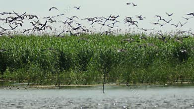 A flock of cormorants taking flight on water