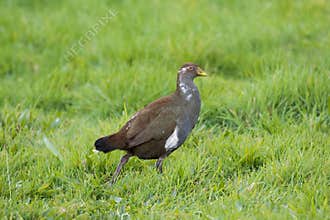 Tasmanian nativehen, flightless bird with yellow beaks, red eyes
