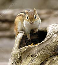 Chipmunk 2