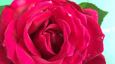 Red rose blossoming out time lapse