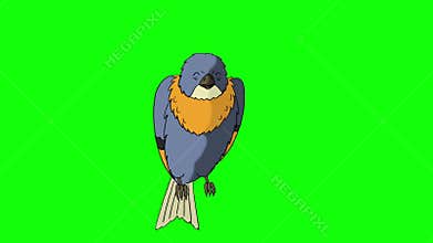 Blue Bird Sitting and Singing.