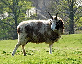 Rare breed of sheep