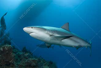 Reef Shark and Surface