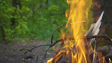 Bonfire with burning log in the forest, slow motion