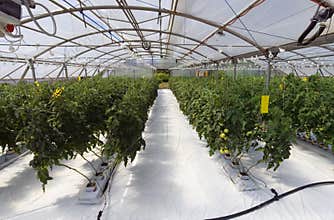 Inside the greenhouse