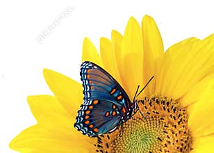 Sunflower and blue butterfly